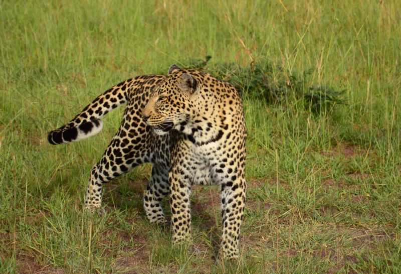 Tanzania - 17467 - Tarangire National Park - Lemala Mpingo Ridge - Leopard sighting on safari game drive