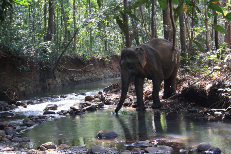 Cambodia - 18260 - Elephant Crossing River