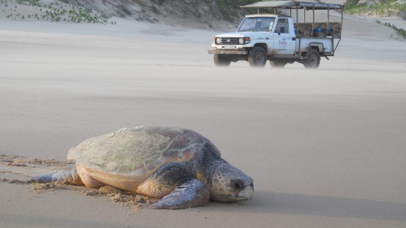 South Africa - 4948 - thonga beach lodge - turtle