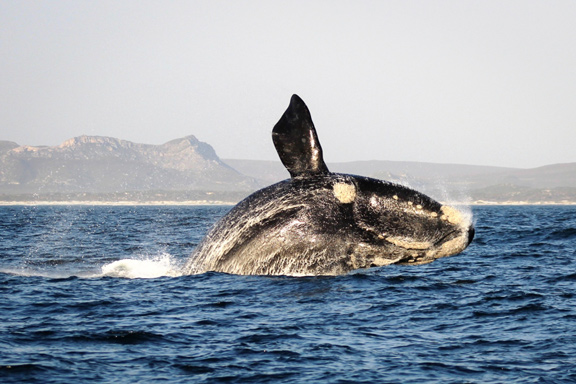 South Africa - 4948 - grootbos forest lodge - whale