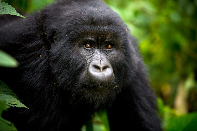 Rwanda - Twin Lakes Burera & Ruhondo - 1568 - Virunga Lodge