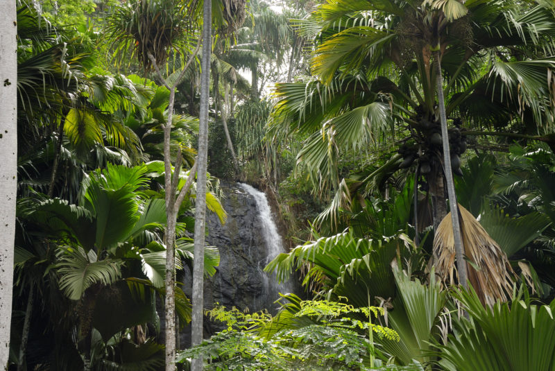 Seychelles - 1554 - Waterfall