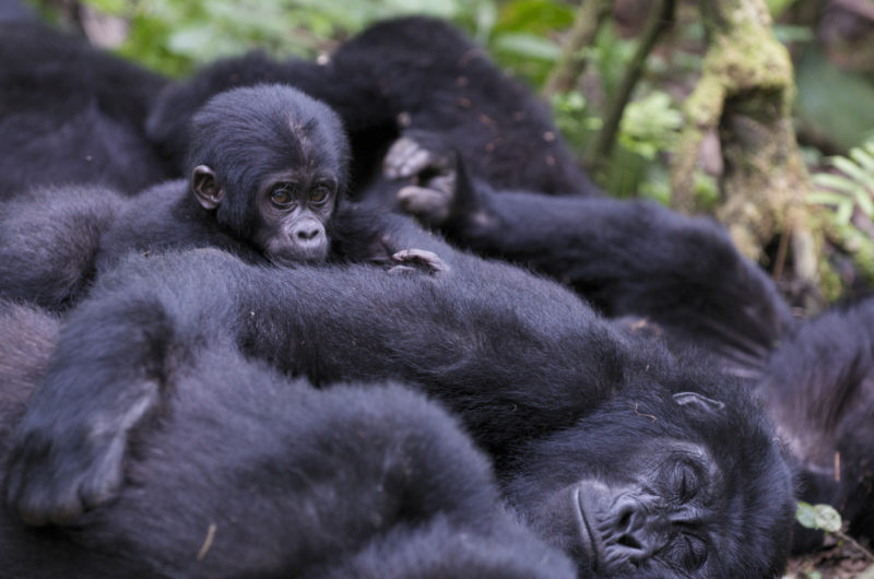 Rwanda - Twin Lakes Burera & Ruhondo - 1568 - Virunga Lodge