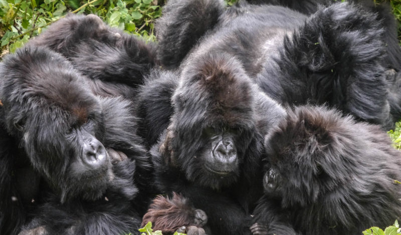 Rwanda - Volcanoes National Park - 1568 - Sabyinyo Silverback Lodge Gorilla