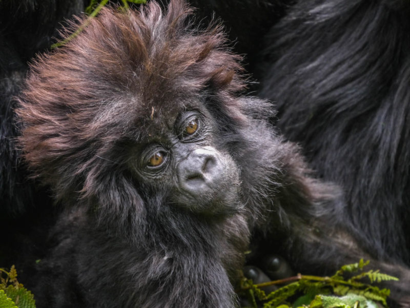 Rwanda - Volcanoes National Park - 1568 - Sabyinyo Silverback Lodge Gorilla