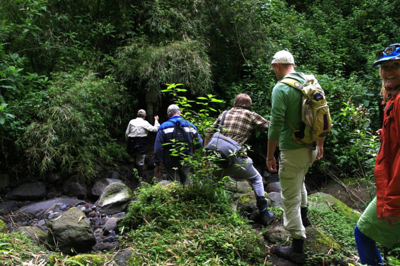 Rwanda - Volcanoes National Park - 1568 - Sabyinyo Silverback Lodge trekking