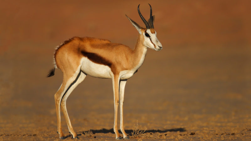 AndBeyond - Sossusvlei Lodge - Sprinbok