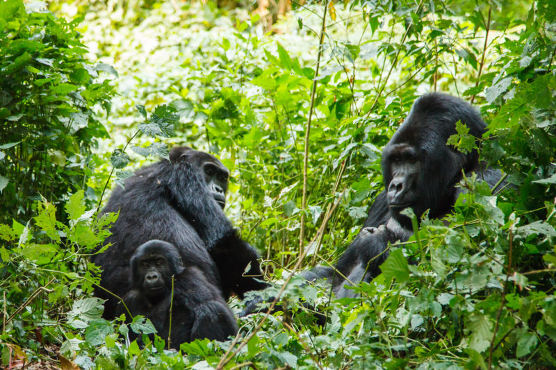 Rwanda - Volcanoes National Park - 1568 - Singita Kwitonda Lodge