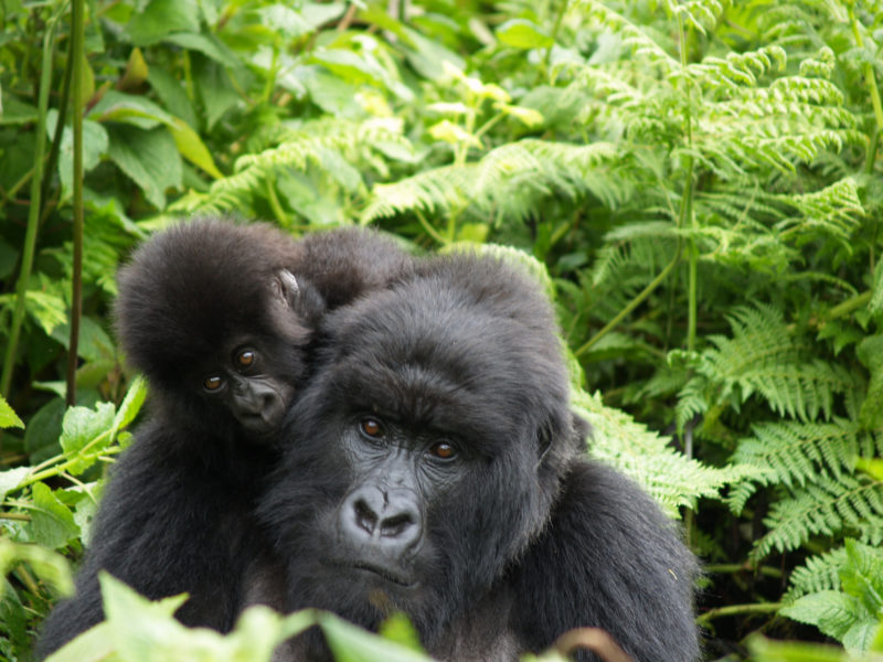 Rwanda - Volcanoes National Park - 1568 - Singita Kwitonda Lodge