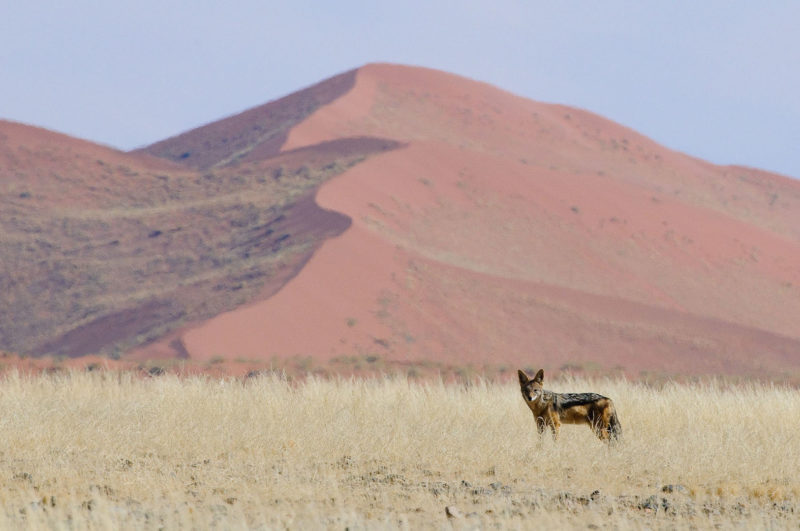 Namibia - Wildlife