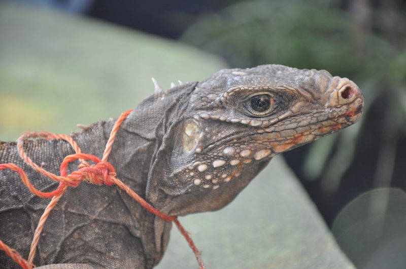 Cuba - Animals, Iguana, Fauna, Excursions, Cuba