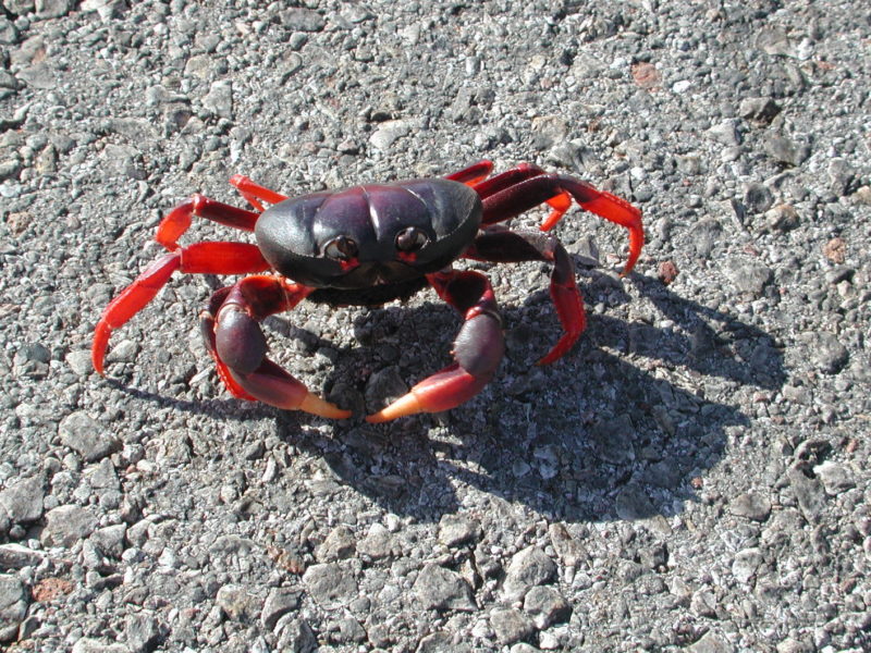 Cuba - Beach, Ocean, Crab, Diving, Island, Cuba