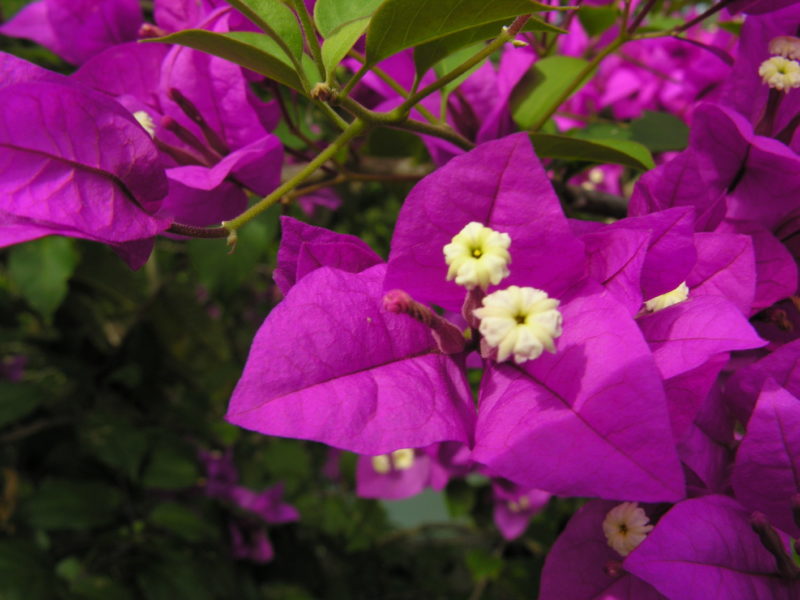 Cuba - Flora, Flowers, Purple, Island, Excursions, Cuba