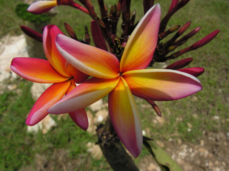 Cuba - Flora, Flowers, Yellow, Red, Island, Excursions, Cuba