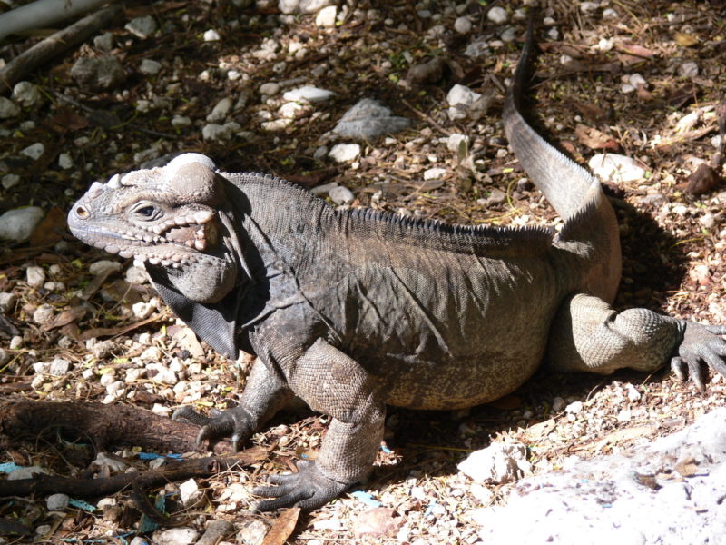 Dominican Republic - Iguana