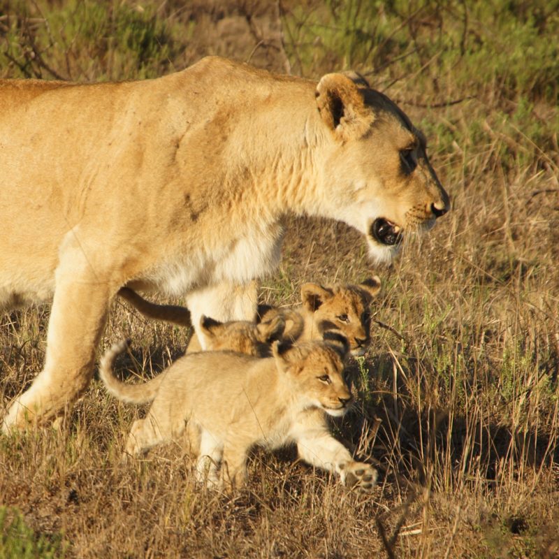 andBeyond Phinda Private Game Reserve - Forest Lodge - Lion