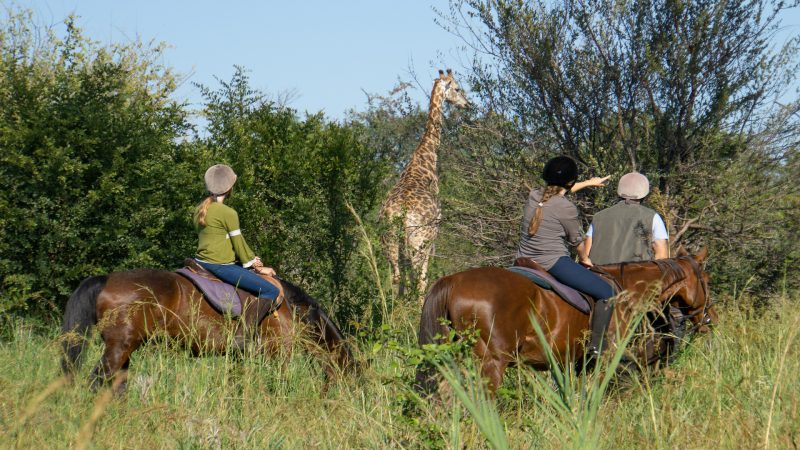 Stanley & Livingstone Boutique Hotel - Horse Back Riding