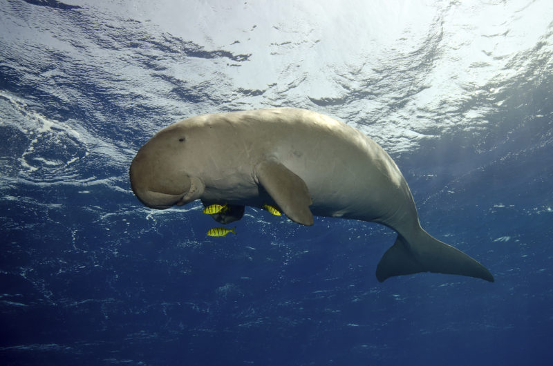 andBeyond Benguerra Island - Whale