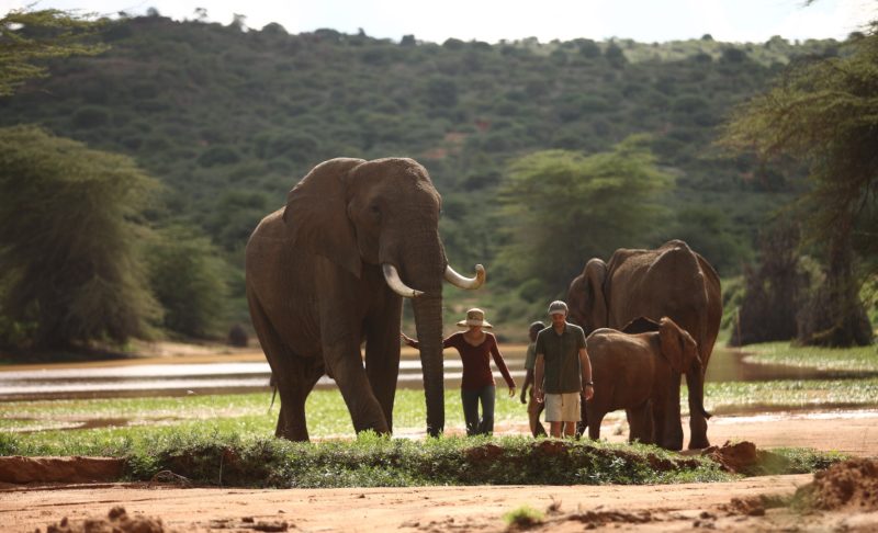 Elephants