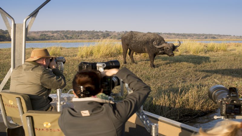 andBeyond Chobe Under Canvas - Pangolin