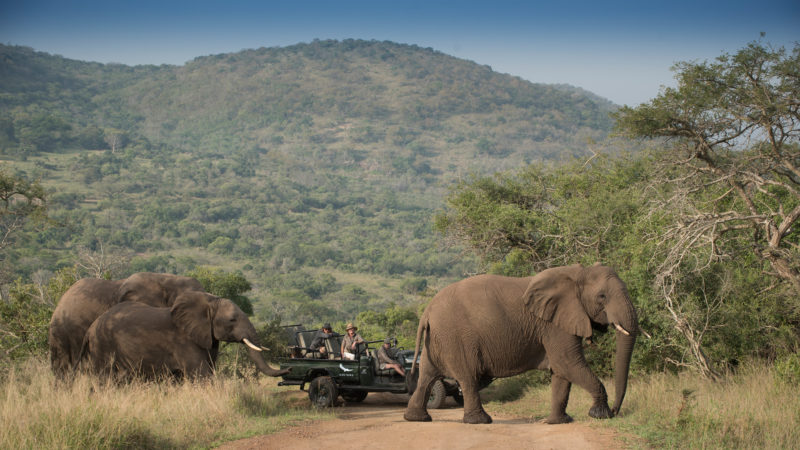 andBeyond Phinda Private Game Reserve - Rock Lodge - Elephant