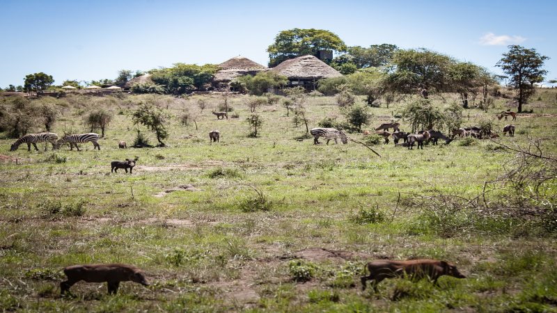 Apoka Safari Lodge - Wildlife