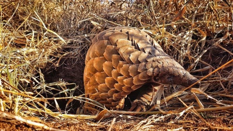 andBeyond Phinda Private Game Reserve - Rock Lodge - Pangolin