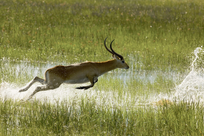 Selinda Reserve - Wildlife