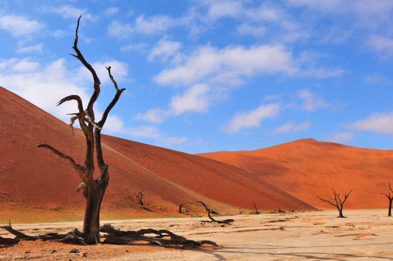 Lonely tree skeleton, Deadvlei, Namibia