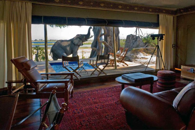 Zarafa Camp - Elephant on accommodation