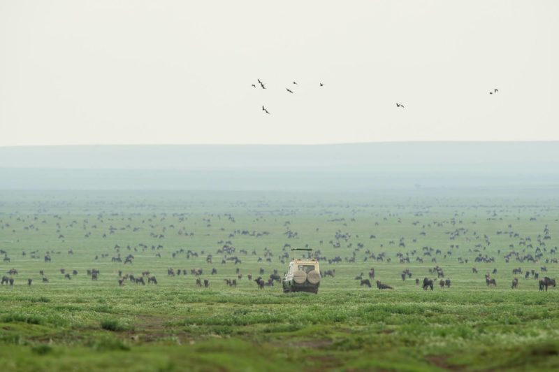 Serengeti Safari Camp South - Game Drive