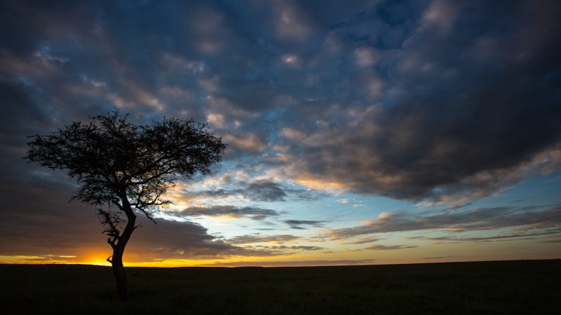 Mara Plains Camp