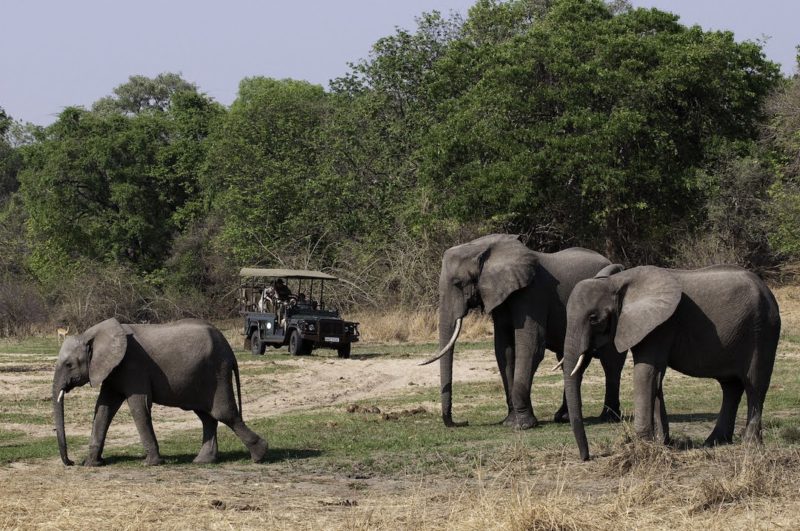 Sanctuary Sussi and Chuma - Elephant