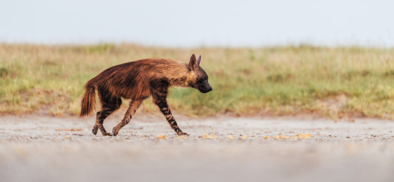 Jack's Camp - Brown Hyena