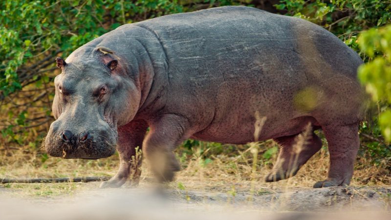 Belmond Khwai River Lodge - Hippo