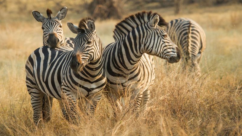 Savute Safari Lodge - Zebras