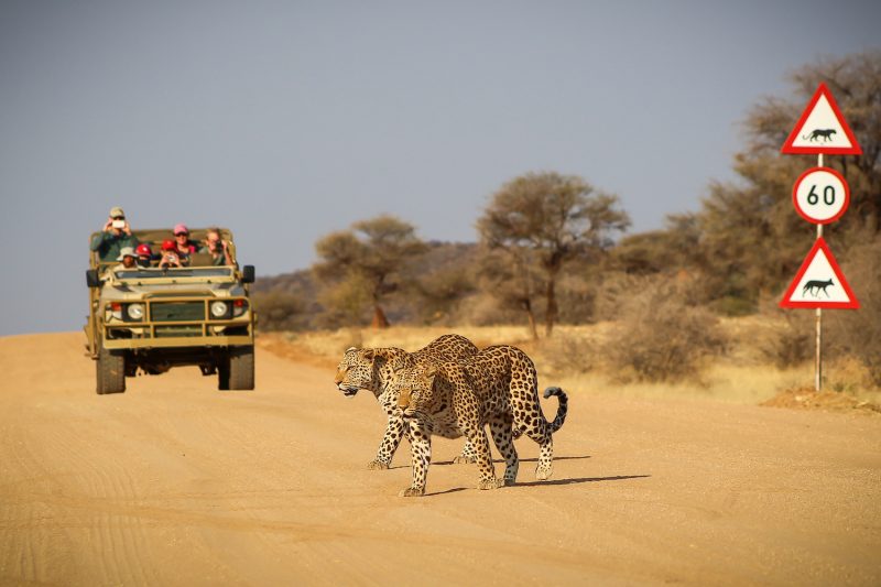 Okonjima Bush Suite - Game Drive