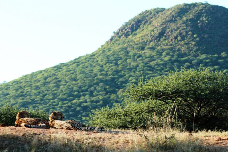 Okonjima Bush Suite - Game Drive