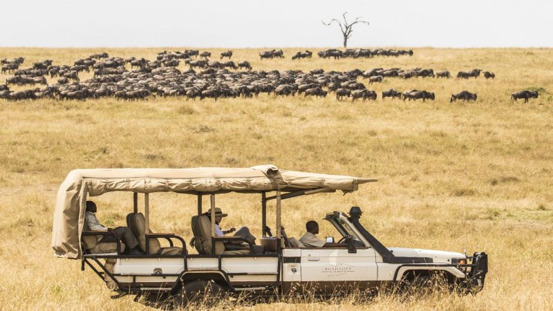 Mara Bushtops - Game Drive