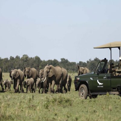 Rare Monkey Species in Mara Kichwa