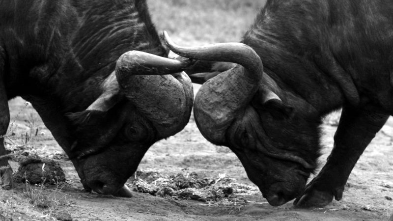 Lemala Ngorongoro Camp - Buffalo