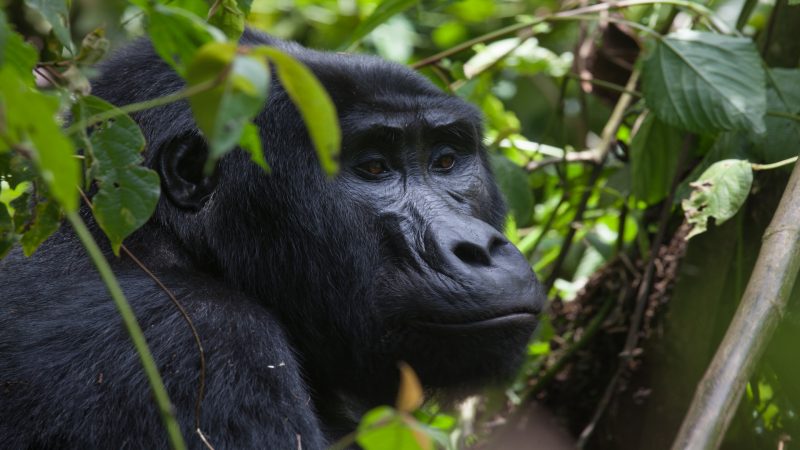 Clouds Mountain Gorilla Lodge - Gorilla