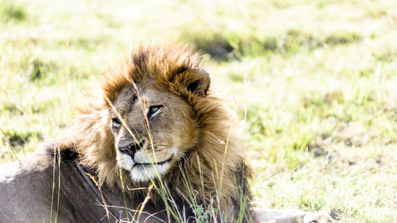 Sanctuary Olonana Camp - Lion