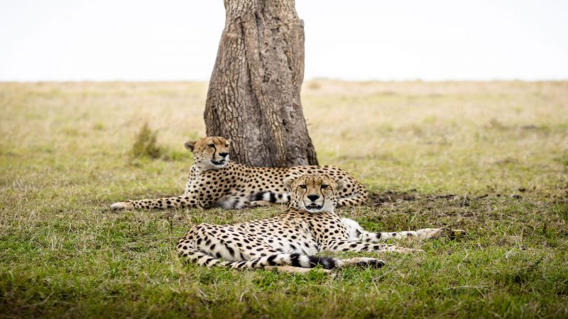 Sanctuary Olonana Camp - Leopard