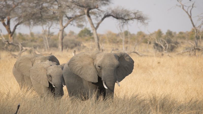 Somalisa Tented Camp - National Park