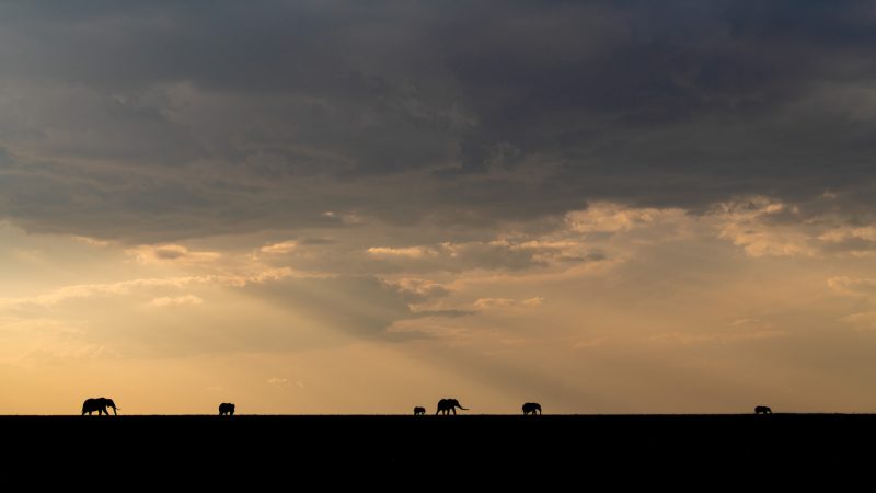 Governors' Camp - Elephant At Dusk