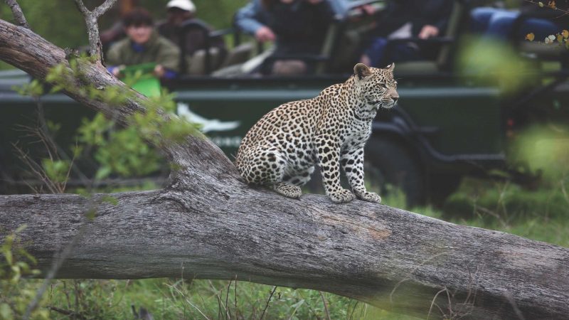 andBeyond Tengile River Lodge - Wildlife