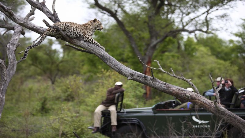 andBeyond Kirkman's Kamp - Game Drive