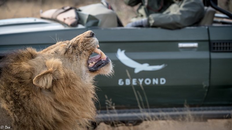 andBeyond Ngala Tented Camp - Wildlife