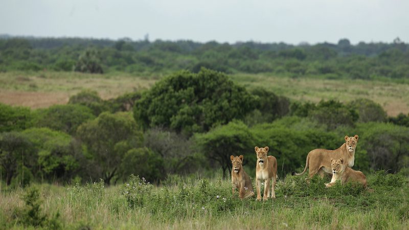 andBeyond Phinda Private Game Reserve - Homestead - Wildlife